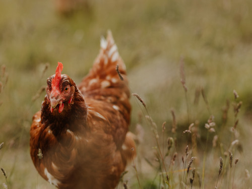 Hen spotted a grub