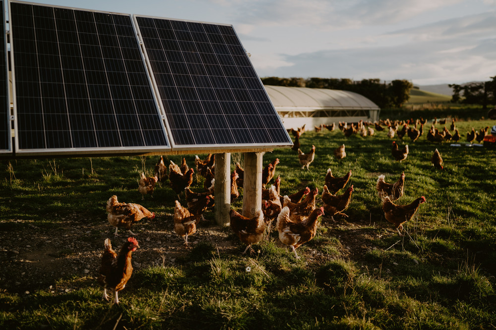Free range hens on pasture