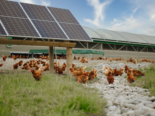 Chooks near the solar panels