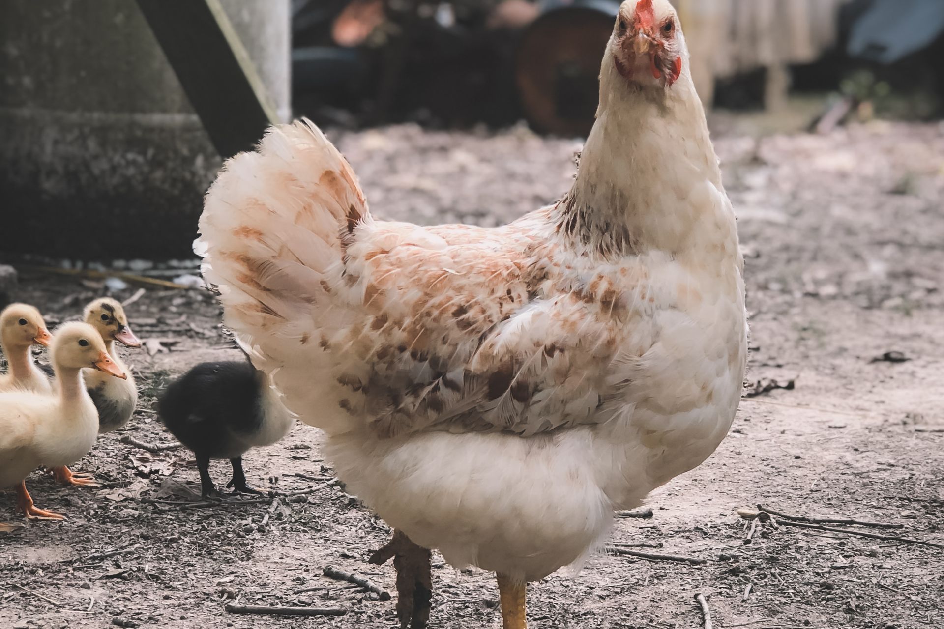 Hens roaming outdoors